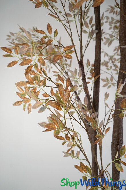 Brown & Orange Lacebark Elm Wall Hugger 11' Tree with