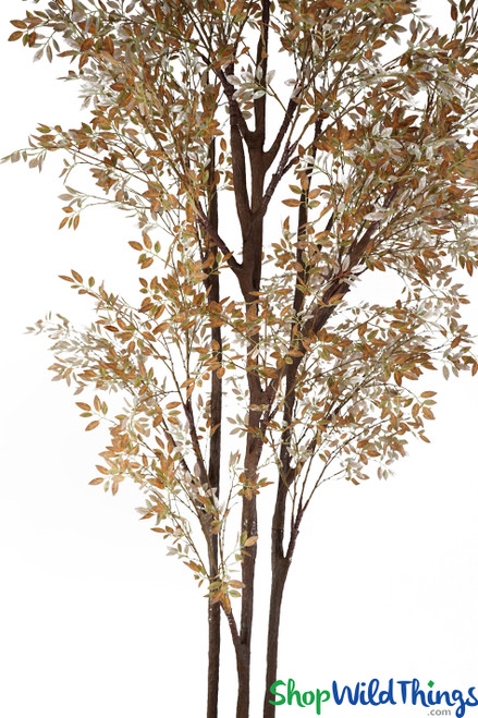 Brown & Orange Lacebark Elm Wall Hugger 11' Tree with