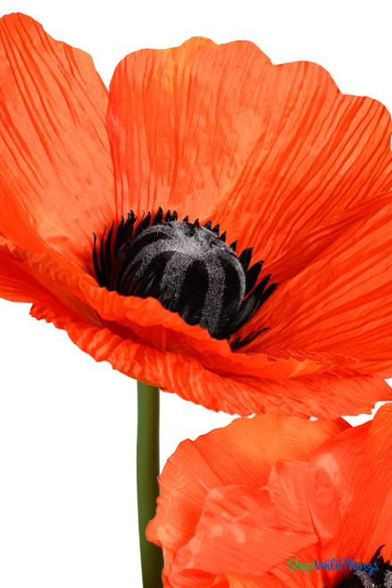 Silk Polyester Oversized Orange Poppy Flowers 40