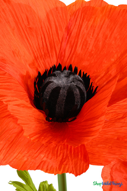 Huge Oversized XXL Silk Polyester Orange Poppy Flowers 59