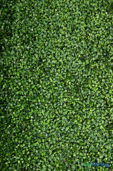ShopWildThings Boxwood Greenery Roll 40” x 120” – Artificial Hedge Wall Panel Rolled for Easy Installation, UV and Weather Resistant