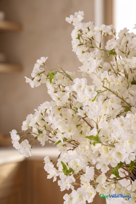 Close-up of off-white cherry blossom flowers with layered petals and green leaves in warm natural light interior