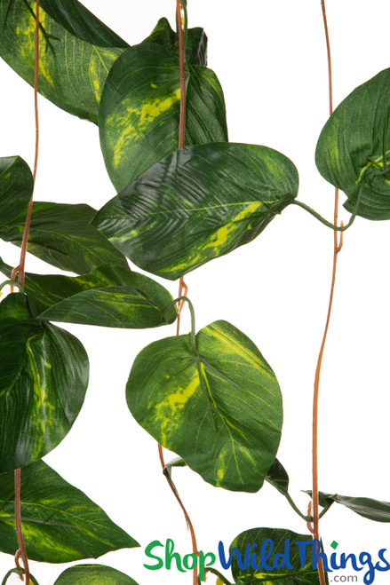 buy swiss cheese philodendron Medium Philodendron Adansonii (swiss cheese)  Dahing Plants