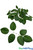 Green Leaves for Foam Roses Boxed Sets Ivory ShopWildThings.com