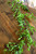 ShopWildThings Artificial Greenery Garland Tea Leaves Real Feel