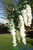 Wisteria Branches Interchangeable for Floral Trees ShopWildThings.com