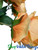 Orange Tone Roses ShopWildThings.com looks like the color of sherbet