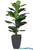 Realistic Deluxe Fiddle Tree Fig Leaf Plant in Modern Black Pot ShopWildThings.com