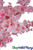 Pink Cherry Blossom Branches Artificial Silk Picks Sprays ShopWildThings.com