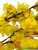 Bright Yellow Flowers Dogwood Branches ShopWildThings.com