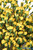 Bright Yellow Paper Flowers for Floral Designs Artificial Florals ShopWildThings.com