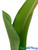 Close up photograph of Artificial Fake Tulip Green Stem ShopWildThings.com