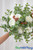 Extra Full Bendable Eucalyptus Spray 20" Bendable Greenery Bush for Bouquets and Floral Centerpieces | ShopWildThings.com