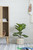 Fiddle Leaf Tree in Bathroom for Color and Lush Decoration