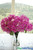 Magenta Bougainvillea Blossom Bush Spray ShopWildThings.com