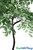 Ficus Tree Greenery Event Trees for Tabletops and Aisles ShopWildThings