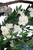 White Flowers Artificial Event Decor Backdrop Arch Freestanding Tree Arbor ShopWildThings.com