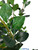 Blume Tree, Green Leaves with Base 5.2' H x 2' W | ShopWildThings