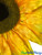Close Up of Brilliant Yellow Silk Sunflower Petals and Head Center | ShopWildThings.com