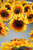 Hanging Sunflowers for Garlands and Backdrops