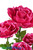 Giant Fuchsia Extra Extra Large Silk Roses for Props, Parties, Photography ShopWildThings.com