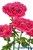 Fuchsia Pink Huge Peonies Peony Props Artificial Flowers ShopWildThings.com
