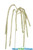 Elegant draping amaranthus spray | Amaranthus ponytails branch | ShopWildThings.com