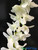 Bendable Wire Off-White Flower Garland High Quality for Floral Ceilings and Weddings | ShopWildThings.com