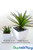 Artificial Potted Desert Succulents, 2 Sized Assorted Plant Variety by ShopWildThings.com