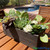 Indoor/outdoor succulents for vases | Cactus centerpieces | ShopWildThings.com