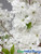 Silk Artificial White Tree Dogwood Blossoms ShopWildthings.com