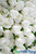 Cream Small Roses & Greenery Flower Wall Panels Close Up Photo by ShopWildThings.com