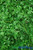 Close up Artificial Greenery Wall ShopWildThings.com