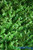 Close up of Artificial Green Boxwood from ShopWildThings Plastic Plants for Walls and Backdrops