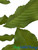 Hanging green garlands | Rose leaf accent garland | ShopWildThings.com