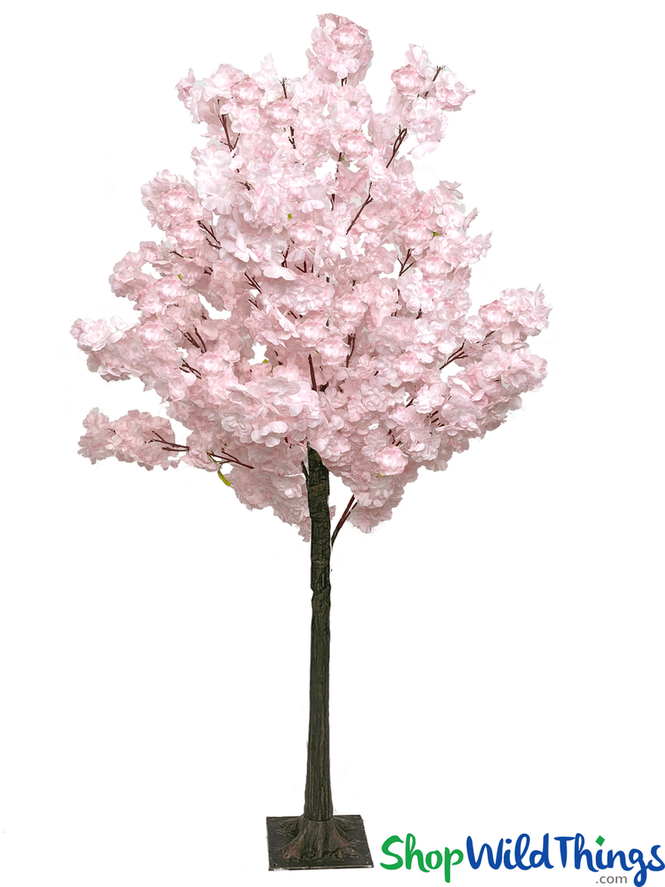 Image of Flowering Dogwood Tree "Chloe" 5' Tall  Pink