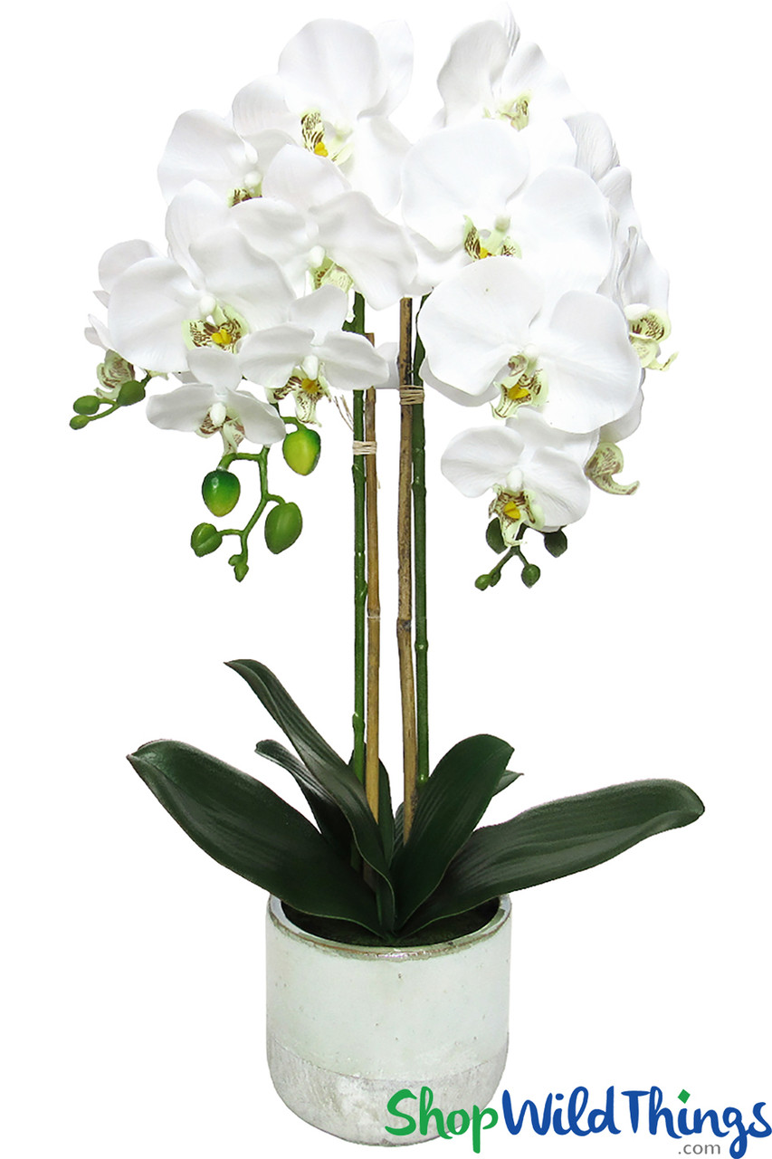 Image of NEW! Phalaenopsis Orchid Sprays in Ceramic Pot - Real Feel - 24