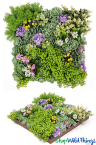 succulents bulk Gardens Made Easy  Bulk Succulent 50-pack: Colorful, Cute & Carefree  Plants  Wedding, Celebration, DIY Succulents - (2" Pots)