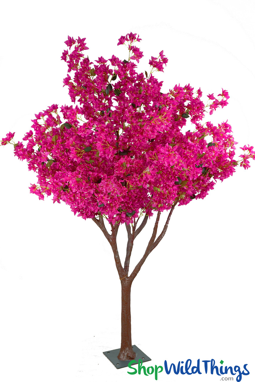 Image of Flowering Fuchsia Bougainvillea "Elsie" Tree  Forked Trunk  7' Tall