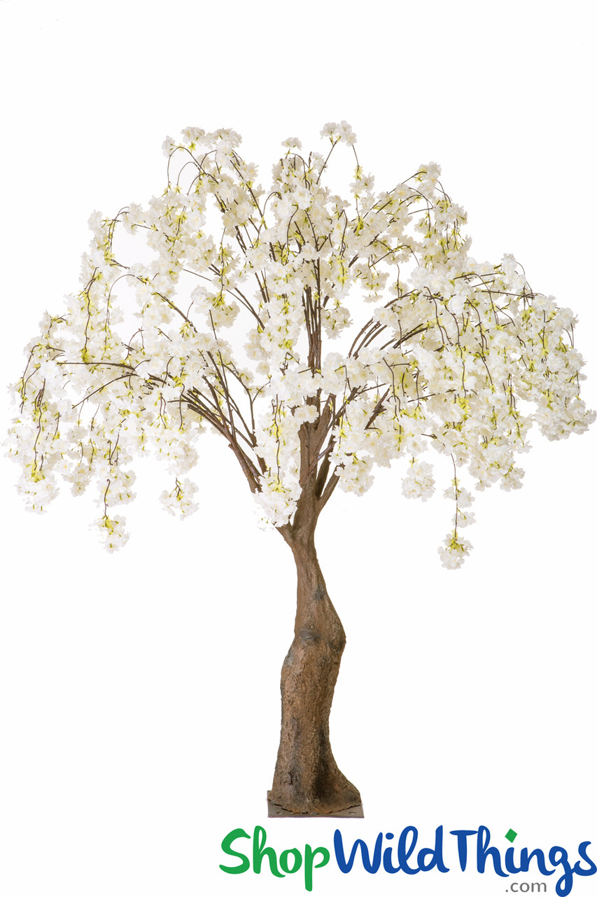 Image of Flowering Cherry Blossom Tree Extra-Full - 6' Tall - Cream