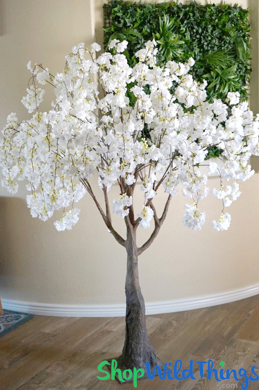 Image of Flowering Cherry Blossom Tree Extra-Full - 6' Tall - White "Adalee"