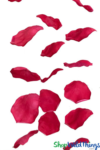 Fuchsia Rose Petals