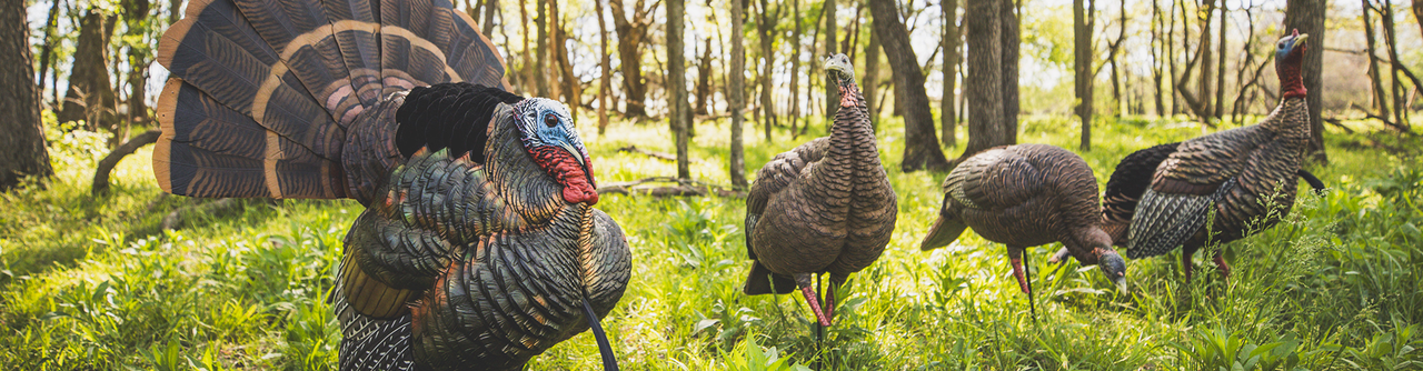 Decoys - Turkey - Avian-X