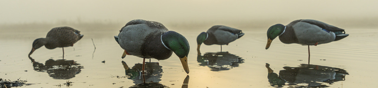Duck Decoys