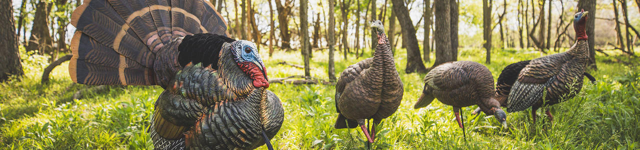 Turkey Decoys