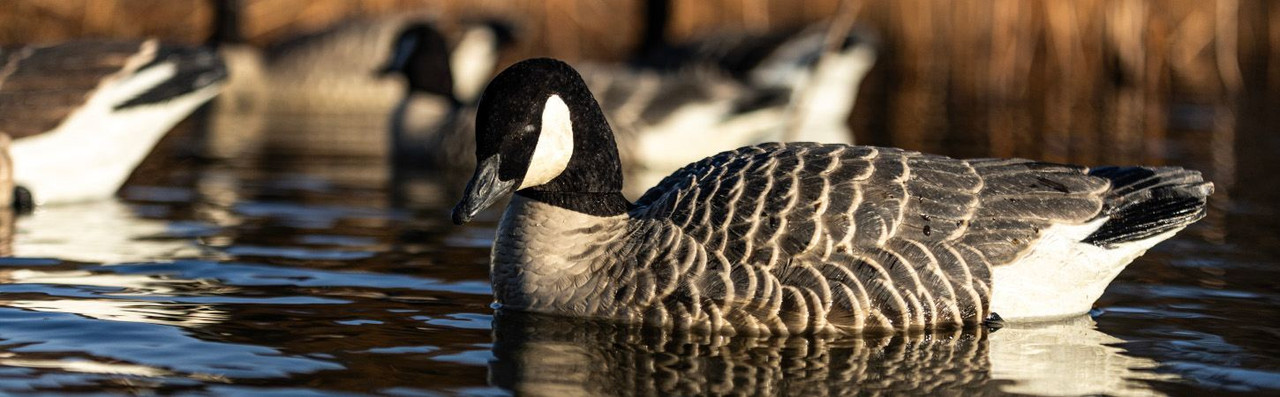 Goose Calls