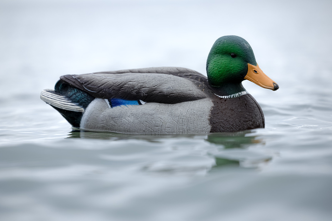 Topflight Oversized Mallards | Avian-X | Shop