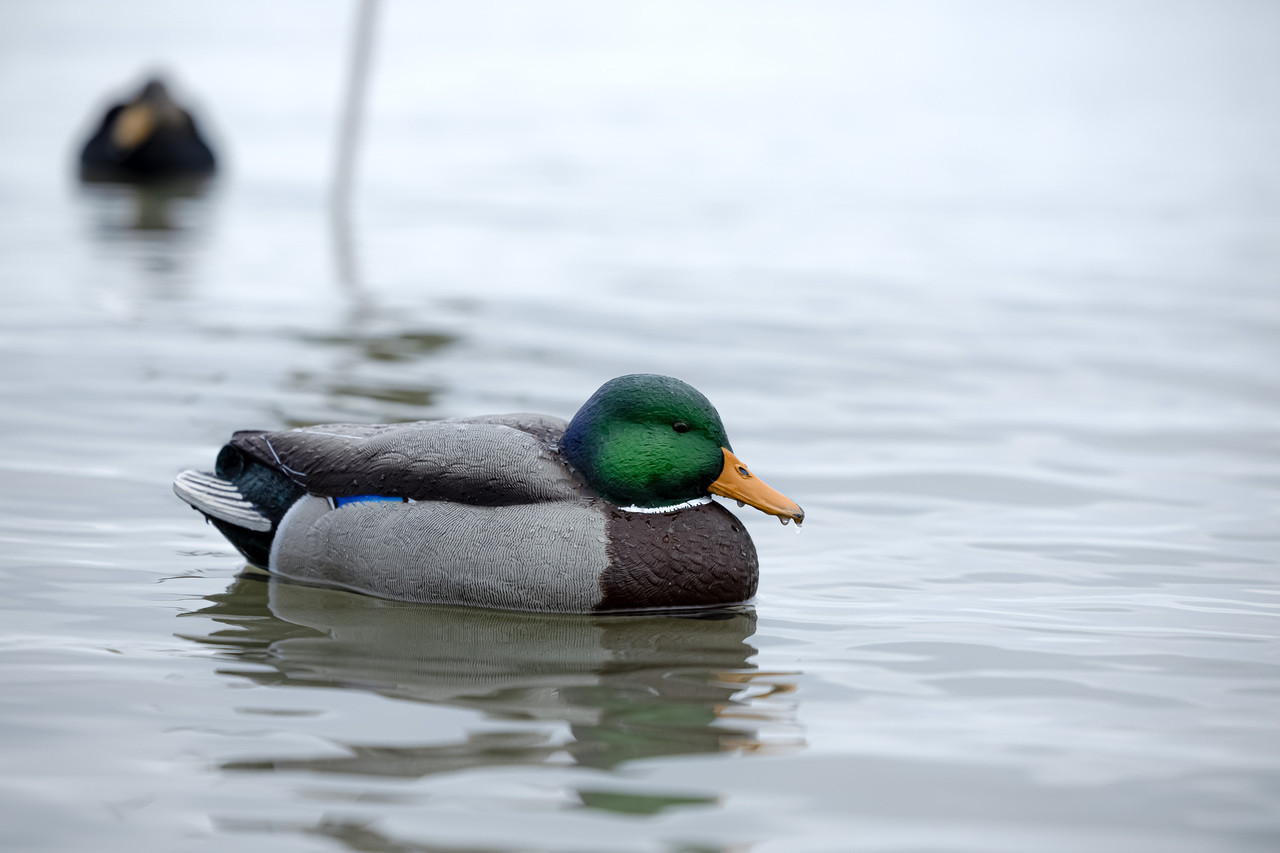 Topflight Oversized Mallards | Avian-X | Shop