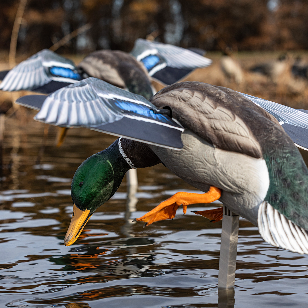 Avian-X Powerflight Mallard - Thumbnail 3