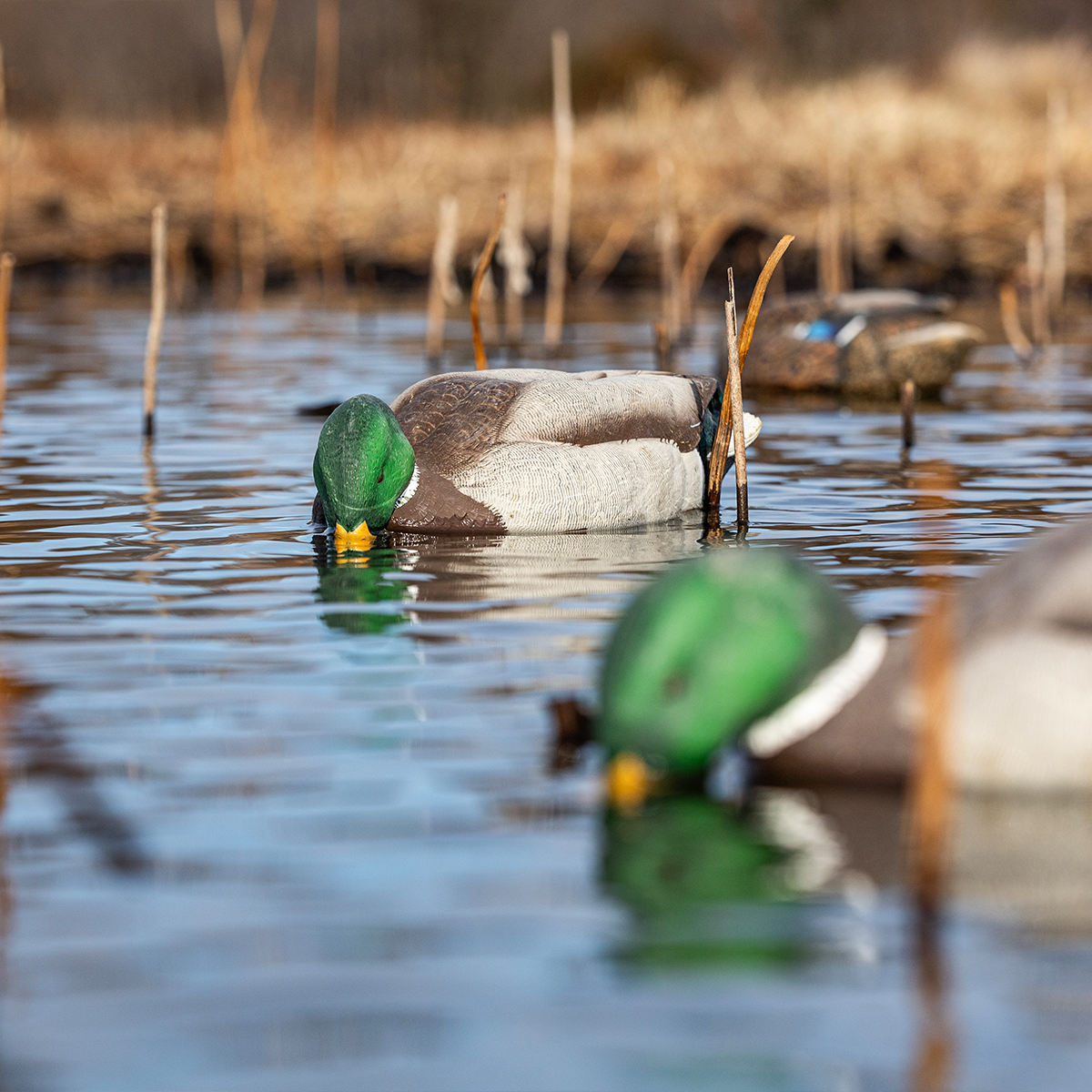 Avian-X Topflight Backwater Mallards - Thumbnail 5